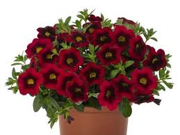 Image result for Nicolasia coronata