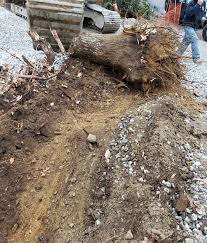 The 'best of the best' go the extra mile and seek professional certification from. Savatree Tree Service Lawn Care Expert Serving Cambridge Ma