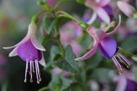Plant These Pretty Pink Flowers For The Most Enchanting Garden Ever Pink Flowers Plants Annual Plants
