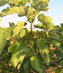 Image result for Ficus amadiensis