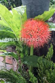 Image result for Scadoxus multiflorus
