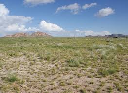 Image result for Helinus spartioides