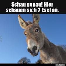 Schau Genau Hier Schauen Sich 2 Esel An Lustige Bilder Spruche Witze E Bilder Genau Lustige Funny Animal Jokes Crazy Funny Memes Animal Jokes