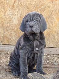 Neapolitan Mastiff For Sale Neapolitan Mastiff Puppies Neapolitan Mastiffs Mastiffs Mastiff For Sale