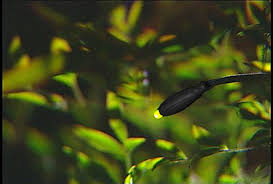 New Dating Service For Lonely Fireflies Lighting Bugs