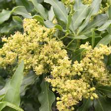 Image result for Vepris