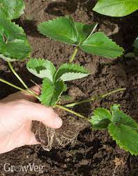 When you dig the hole add some compost before planting. How To Grow New Strawberry Plants From Runners