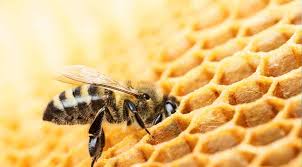 Queens will be available after march 15th. What Is The Difference Between Italian And Carniolan Honey Bees Mountain Sweet Honey