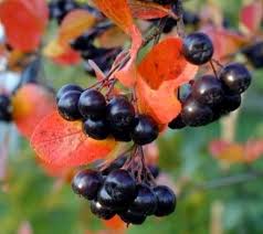 Viking Chokeberry Grimm S Gardens In 2020 Aronia Berries Chokeberry Food Forest Garden