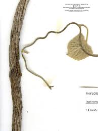 Image result for Dicoma tomentosa