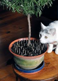 Spray your plants with cat repellent. Take Care Mixing Cats Houseplants The Spokesman Review