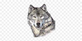 Please credit me and let me see.c: Wolf Png Realistic Wolf Face Drawing Wolves Png Free Transparent Png Images Pngaaa Com