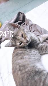Ahbap Tekirdag Sahiplendirme Ilani 6 Aylik Disi Facebook