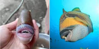 Check spelling or type a new query. Pictures Fish With Human Lips And Teeth Shocks People Tamil News Indiaglitz Com