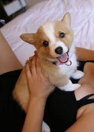 Paugomezjaime Cute Baby Animals Cute Corgi Puppy Baby Animals