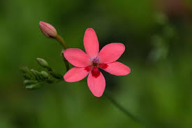 Image result for Freesia laxa