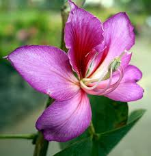 Image result for Bauhinia bowkeri