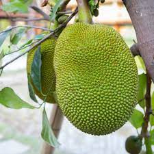 Wild Harvested Sun Dried Jackfruit Jackfruit Tree Jackfruit Fruit Facts