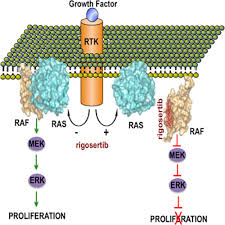 Image result for Oncogene