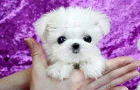 All of our dogs are indoor pets , they all share a very large room and have lots of. 7 Best Maltese Breeders In Texas 2021 We Love Doodles