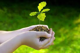 Image result for oak sapling