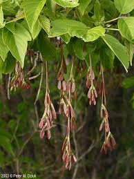 Image result for Acer negundo