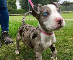 Bull terrier puppies for sale south africa; Merle Pitbull Is This Unusually Colored Dog Right For You