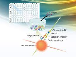 Luminex High Performance Assays From R D Systems Biocompare Com