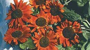 Selain memiliki bunga yang sangat cantik, akar bunga matahari ternyata mampu menyembuhkan infeksi saluran pernapasan, dan saluran kencing. 6 Cara Menanam Sunflower Velvet Queen Di Dalam Pot Ilmubudidaya Com