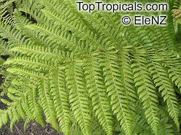 Image result for Cyathea thomsonii