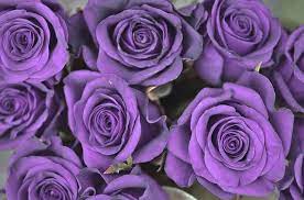 4.6 out of 5 stars 235. Purple Rose Flower Meaning And Symbolism
