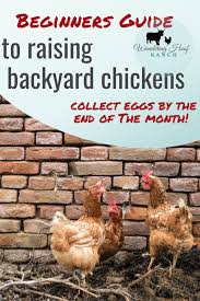 The beginner's guide to raising chickens: Backyard Chickens Wandering Hoof Ranch