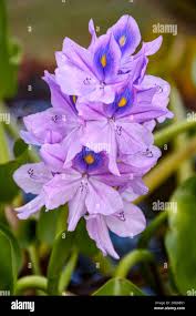 Image result for Pontederia crassipes