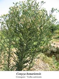 Image result for Conyza