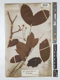 Image result for Xylia torreana