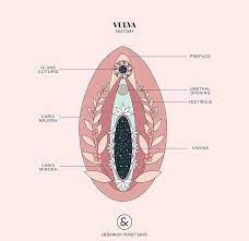 Quick, no pain, local anesthesia, home the same day. What S The 411 Clitoral Stimulation During Childbirth Homegrown Families Childbirth Education Birth Doulas Postpartum Doulas