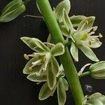 Image result for Albuca virens