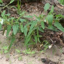Image result for Monsonia glauca