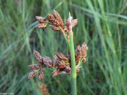 Image result for Schoenoplectus erectus