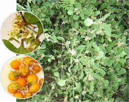 Image result for Lycium schizocalyx