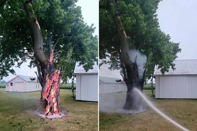 Ohio tree burns from inside after lightning strike