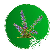 Favorisce la crescita fisiologica dei capelli grazie ad ajuga reotans antiossidante, omega 6 e 9, . Vitaminity Ajuga Reptans Extract 10 1 500mg