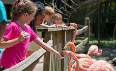 As they stroll along the trails and waterfront, guests can observe birds hailing from almost every continent, such as peacocks, flamingos, and toucans. 300 Sylvan Heights Bird Park Ideas Bird Park Waterfowl