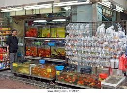 Pet Shop In Hong Kong Selling Gold Fish And Other Ornamental Fish Stock Image Pet Shop Fishing Room Pet Fish