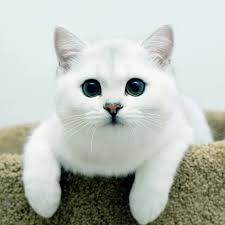 Lol Cute Animals White British Shorthair Cat