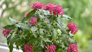 Image result for Pentas herbacea