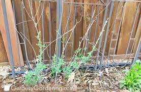 Maybe you would like to learn more about one of these? Pruning Russian Sage Step By Step Instructions Get Busy Gardening