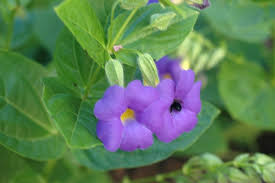 Image result for Thunbergia battiscombei