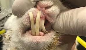 While checking and caring for your rabbit's teeth, a dental chart may be handy. Dental Problems In Rabbits Pdsa