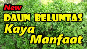 Check spelling or type a new query. Manfaat Daun Beluntas Untuk Kesehatan Tubuh Perevod Na Russkij Lingualeo